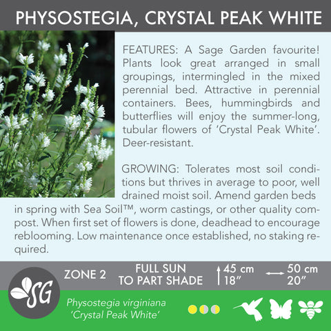 Live Plant - Physostegia, Crystal Peak White
