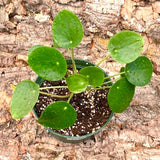 Live Plant - Pilea peperomioides