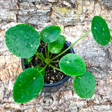 Live Plant - Pilea peperomioides