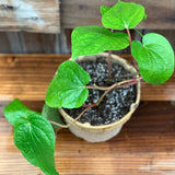 Live Plant - Piper Betle (Betel Leaf)