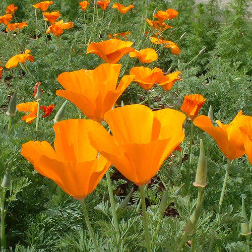 Organic California Poppy