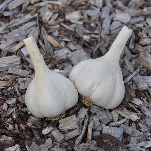 Bulbs - Garlic, Portugal Azores OG - PREORDER