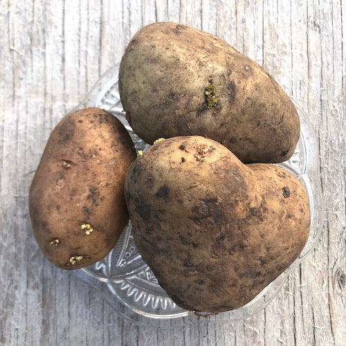Seed Potato - Alta Blush (Certified Organic)