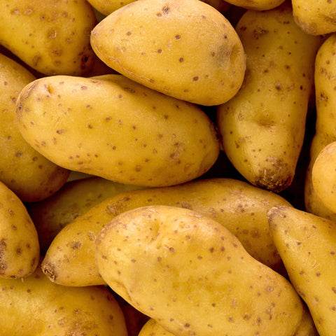 Seed Potato - Bellanita Fingerling (Certified Organic)