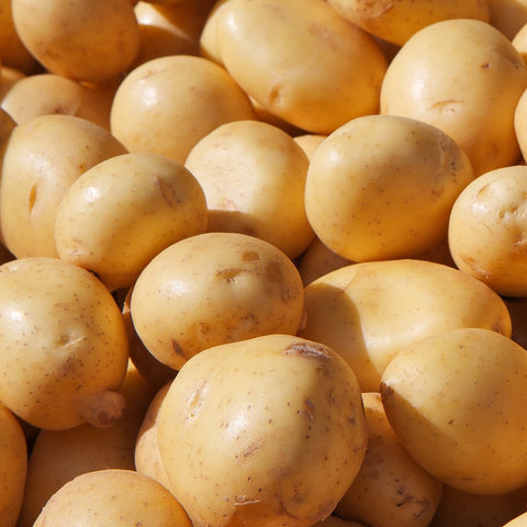 Seed Potato - Dakota Pearl (Certified Organic) - PRE ORDER FOR LATE APRIL 2024