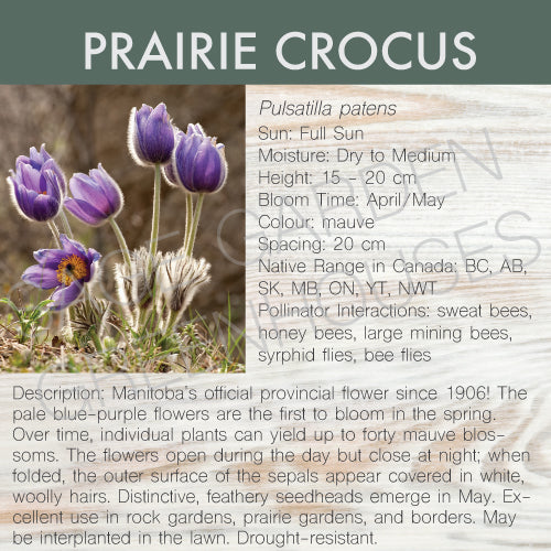 Live Plant -  Prairie Crocus