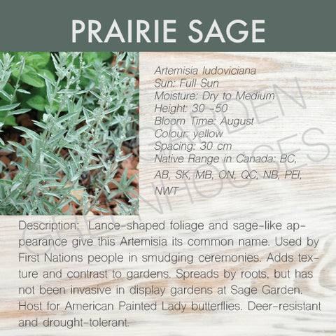 Live Plant -  Prairie Sage