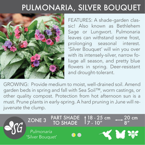 Live Plant - Lungwort (Pulmonaria), Silver Bouquet