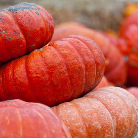 Pumpkin, Cinderella (Certified Organic Seeds)