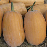 Seeds - Pumpkin, Dickinson OG (SGH)