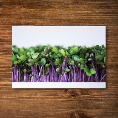 Purple Kohlrabi Sprouting/ Microgreen Seeds - Certified Organic
