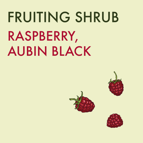 Raspberry, 'Aubin Black' - 1-gallon ORCHARD PREORDER FOR LATE MAY 2024