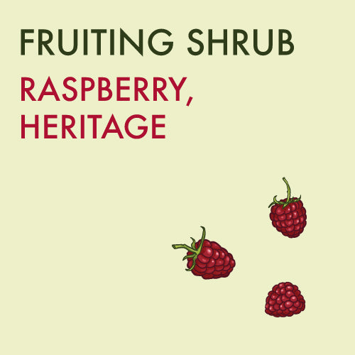 Raspberry, Heritage - 1 -gallon