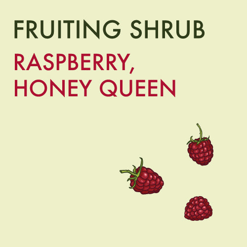 Raspberry,  'Honeyqueen'  - 1-gallon ORCHARD PREORDER FOR LATE MAY 2024