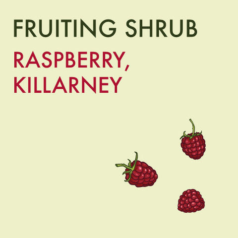 Raspberry, 'Killarney' - 1 -gallon