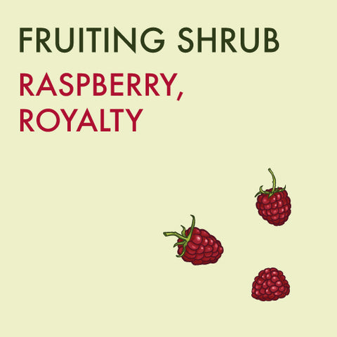 Raspberry, Royalty Purple - 1-gallon