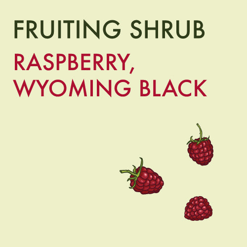 Raspberry, 'Wyoming Black' (1-gallon)