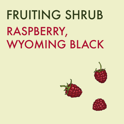 Raspberry, 'Wyoming Black' (1-gallon)