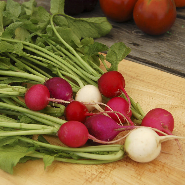 Organic Valentine's Day Radish