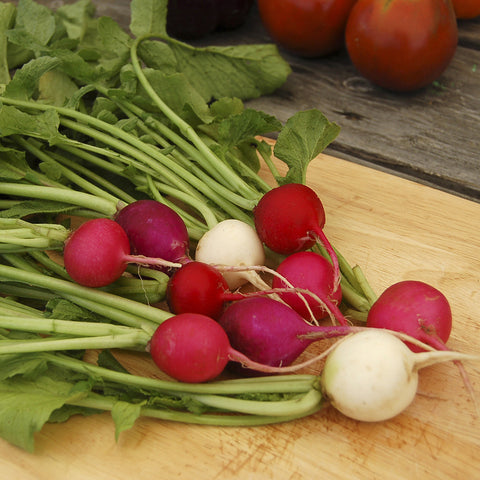 Organic Valentine's Day Radish