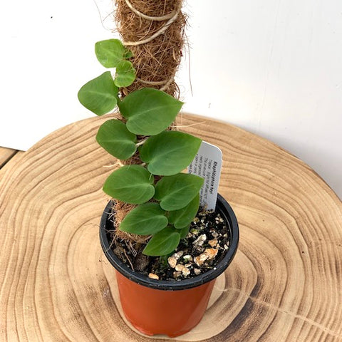 Rhaphidophora hayi - Live Plant