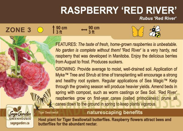 Raspberry, Red River (1-gallon)