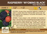 Raspberry, 'Wyoming Black' (1-gallon)