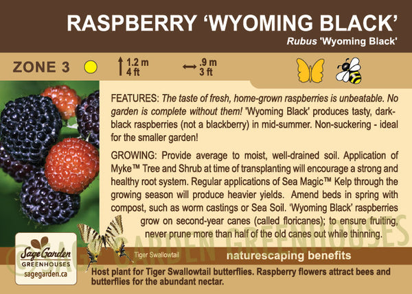 Raspberry, 'Wyoming Black' (1-gallon)