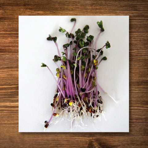 Red Cabbage Sprouting/ Microgreen Seeds - Certified Organic