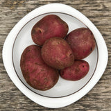 Seed Potato - Roko Red (Certified Organic)