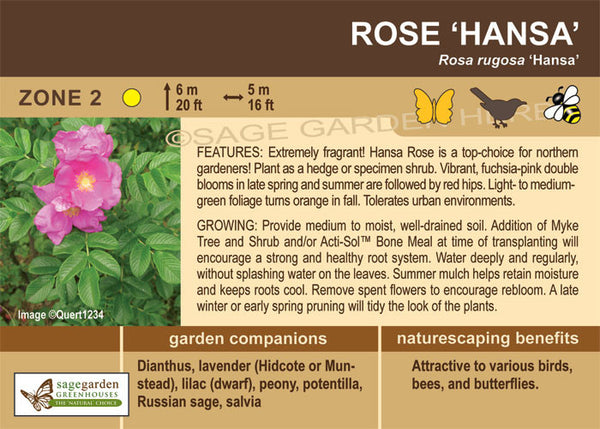 (ornamental) Hansa Rose - Mid-Summer SALE