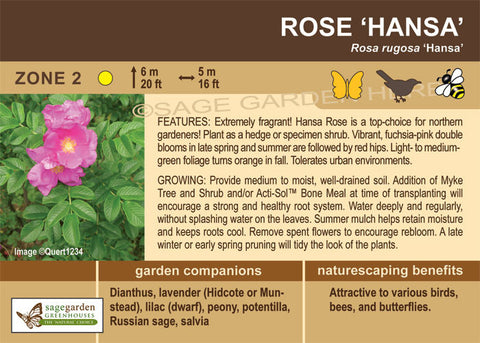 (ornamental) Hansa Rose - Mid-Summer SALE