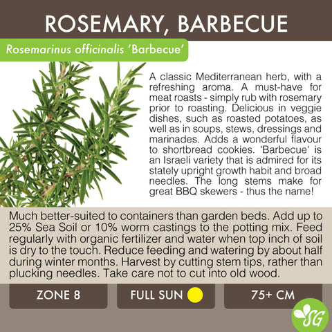 Live Plant - Rosemary, Barbeque