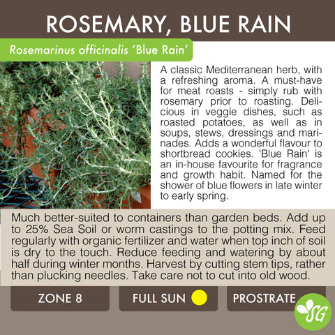 Live Plant - Rosemary, Blue Rain