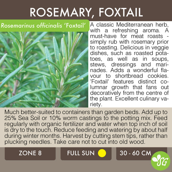 Live Plant - Rosemary, Foxtail