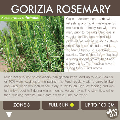 Live Plant - Rosemary, Gorizia