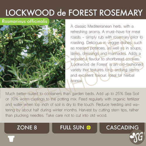 Live Plant - Rosemary, Lockwood de Forest
