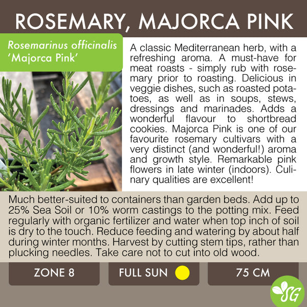 Live Plant - Rosemary, Majorca Pink