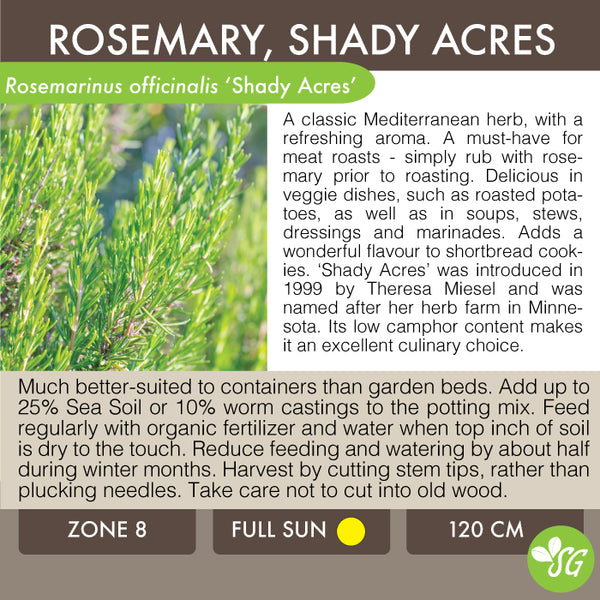 Live Plant - Rosemary, Shady Acres