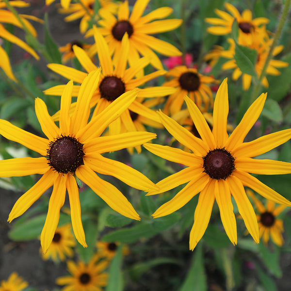 Goldsturm Rudbeckia - Set of 5 in root developer pots