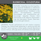 Goldsturm Rudbeckia - Set of 5 in root developer pots