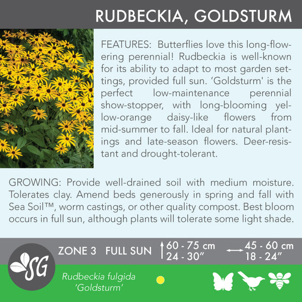Live Plant - Rudbeckia, Goldsturm