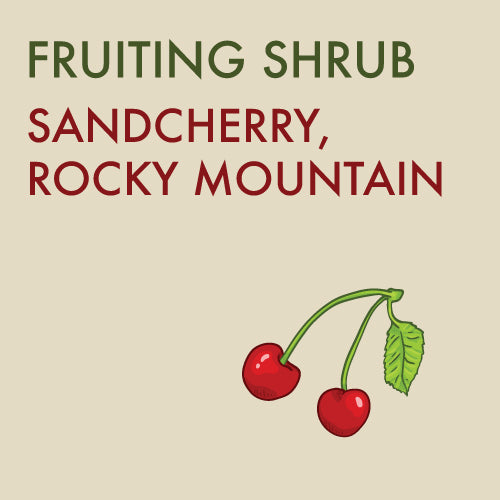 Sandcherry, Rocky Mountain - 2-gallon