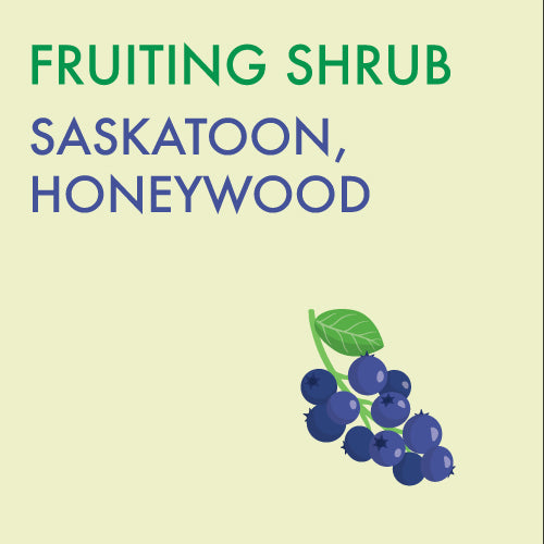 Saskatoon, Honeywood - 2-gallon