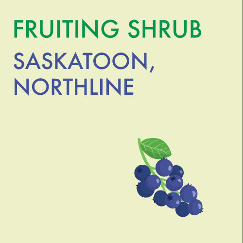 (orchard) Saskatoon, 'Northline' - Mid-Summer SALE