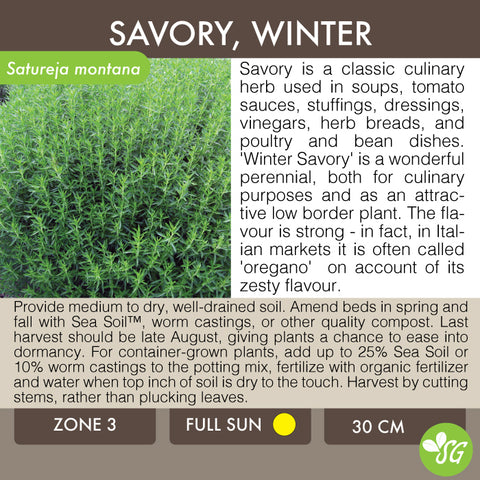 Live Plant - Savory, Winter