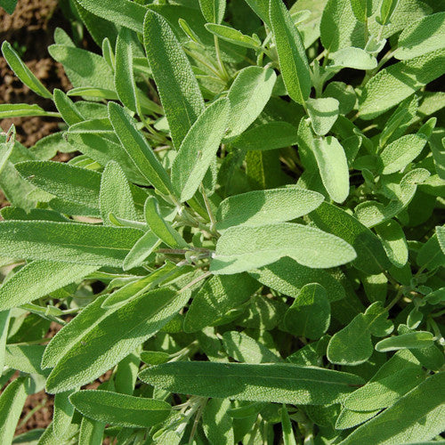 Organic Garden (Common) Sage