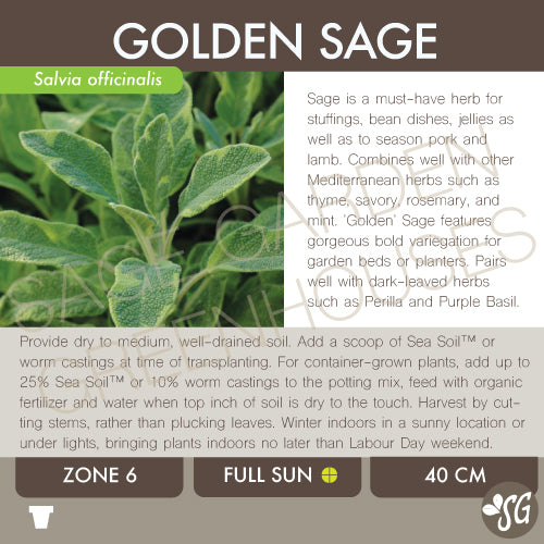 Live Plant - Sage, Golden