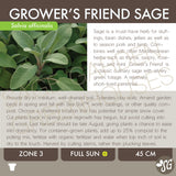 Live Plant - Sage, Grower's Friend