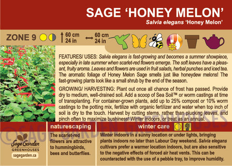 Sage 'Honey Melon' (Live Plant)